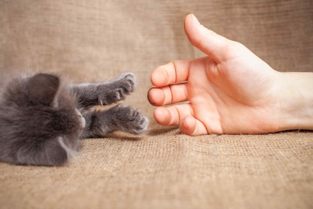 mano humana y patas de gato