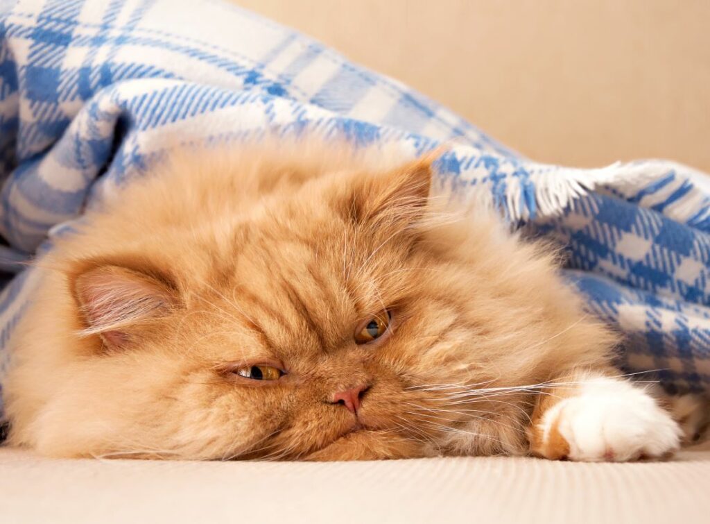 El color del gato que ves en tu sueño también puede modificar su significado. 